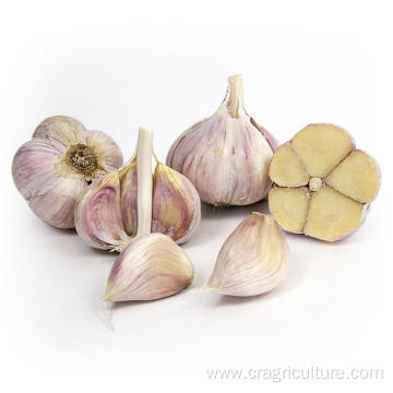 Factory Supply Hardneck Toch Garlic Vegetables